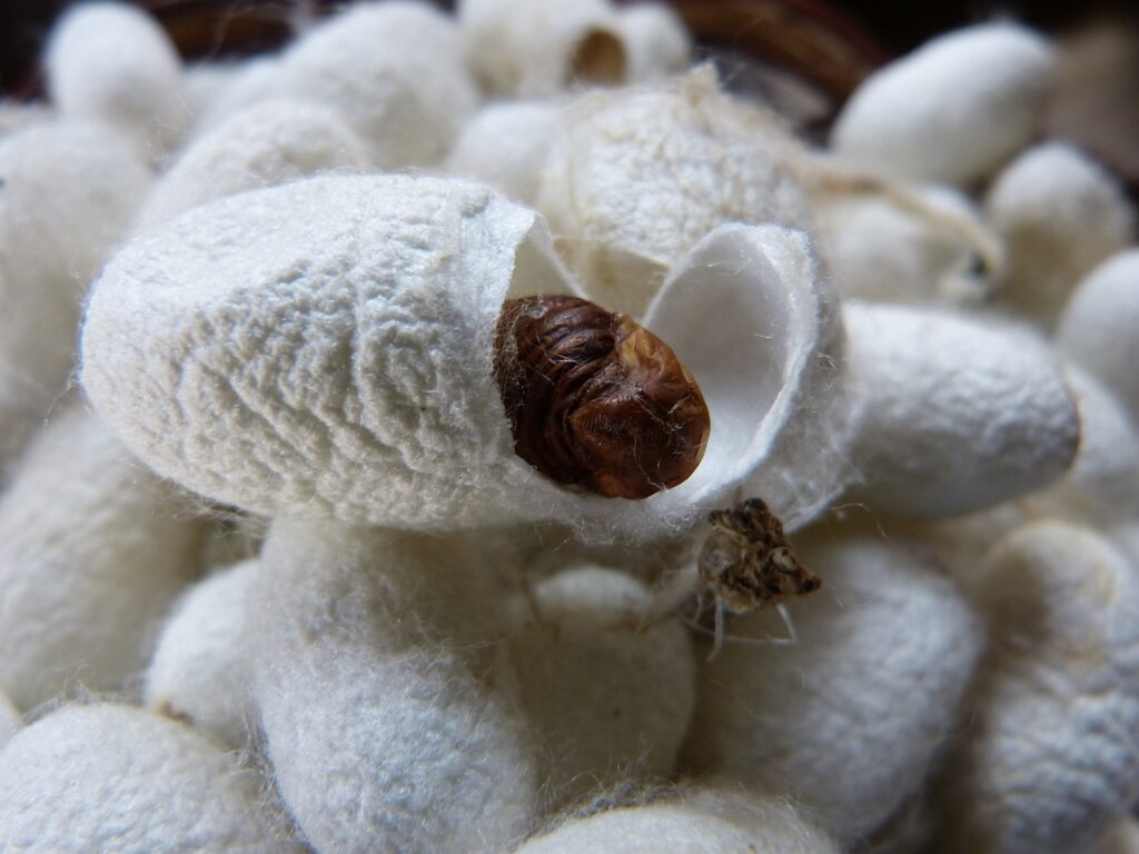 Silkworms (Bombyx spp) – The History of Silk Making and Silkworms
